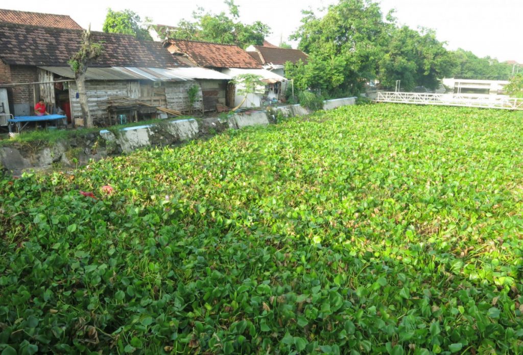 Waduk Ksatria Dipenuhi Enceng Gondok, Warga Was Was Akan Jadi Sarang Ular