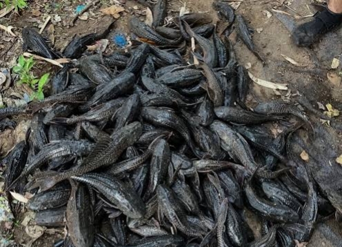Waspada, Ikan Sapu-Sapu Ciliwung Mengandung Logam Berat Timbal