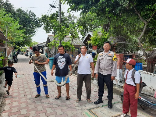 Polisi Baik! Bhabinkamtibmas Pulau Lancang Bersama Warga Evakuasi Ular Sanca 2,5 Meter