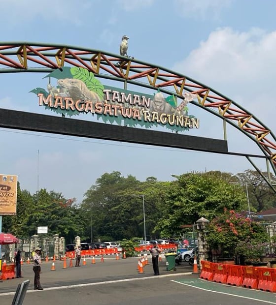Tarif Masuk Ragunan Diusulkan Naik, Pengelola Ingatkan Kesejahteraan Satwa