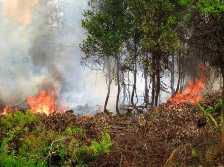 Gunakan OMC, BMKG Sebut Sejumlah Wilayah Karhutla Mulai Diguyur Hujan