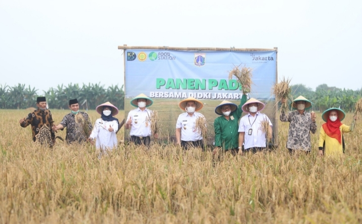 Wagub DKI Jakarta Panen Padi di Rorotan