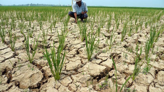 Kemarau Ancam Panen Padi di Tangerang, Ratusan Hektare Sawah Terdampak