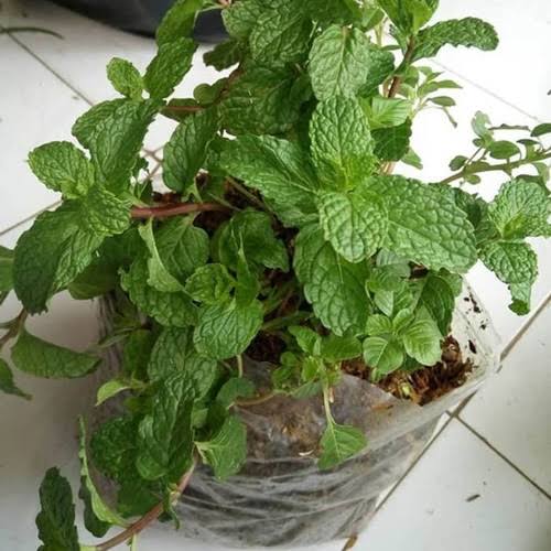 Manfaat Daun Mint Terutama Untuk Pencernaan